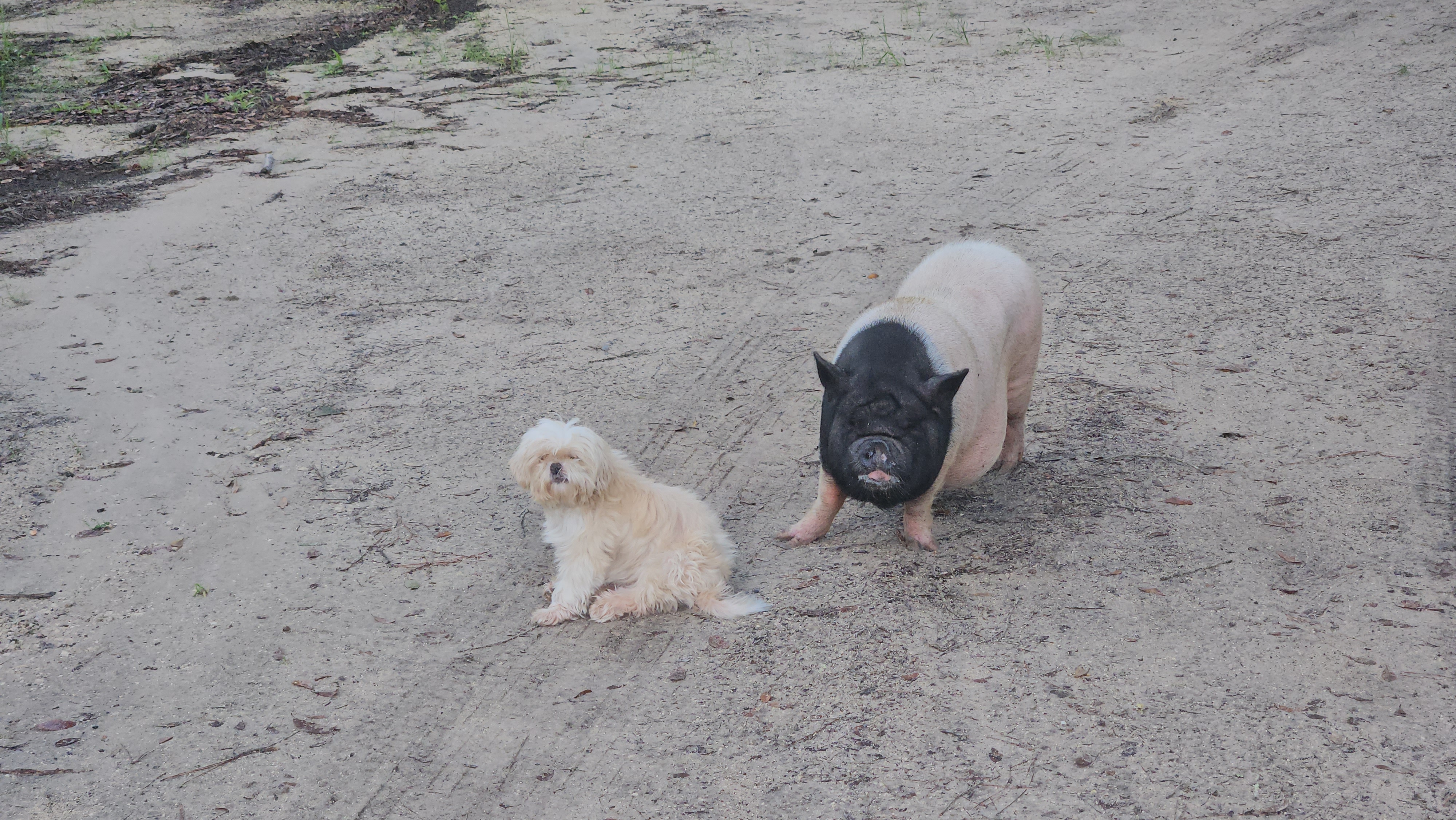 Max and Hammy